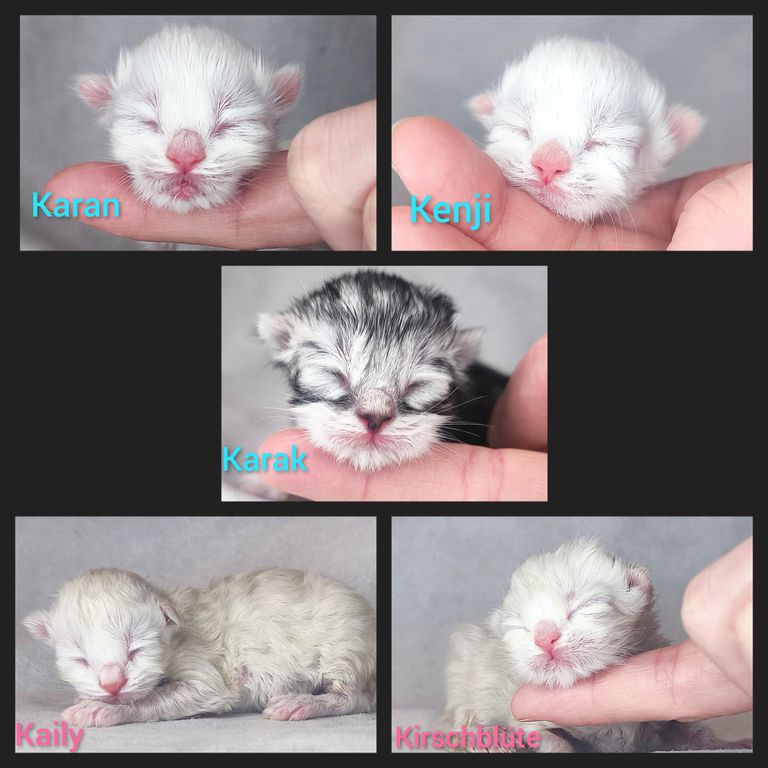 Verfügbare freie Kitten der Rasse Sibirische Katze und Neva Masquarade. Allergikerfreundlich aus Herten von Zucht