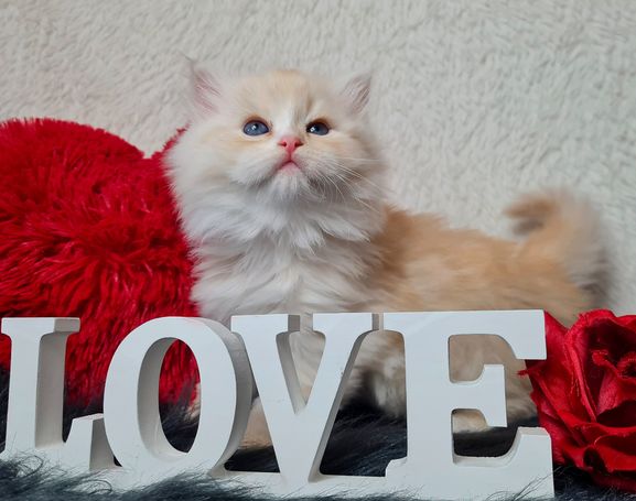 Seltene Sibirische Katze in Red Smoke White. Cattery Allergikerfreundliche Rasse 