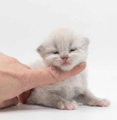 Neva Masquarade Zucht aus Deutschland, Herten, Nordrheinwestfalen. Schönste Katzen. 